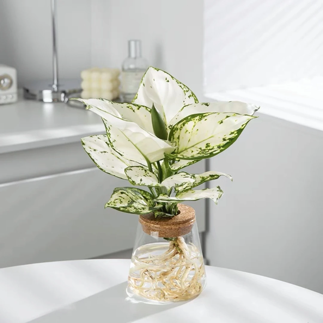 水培植物白象锄肋草盆栽白公主如意万年青室内办公桌面观叶小清新