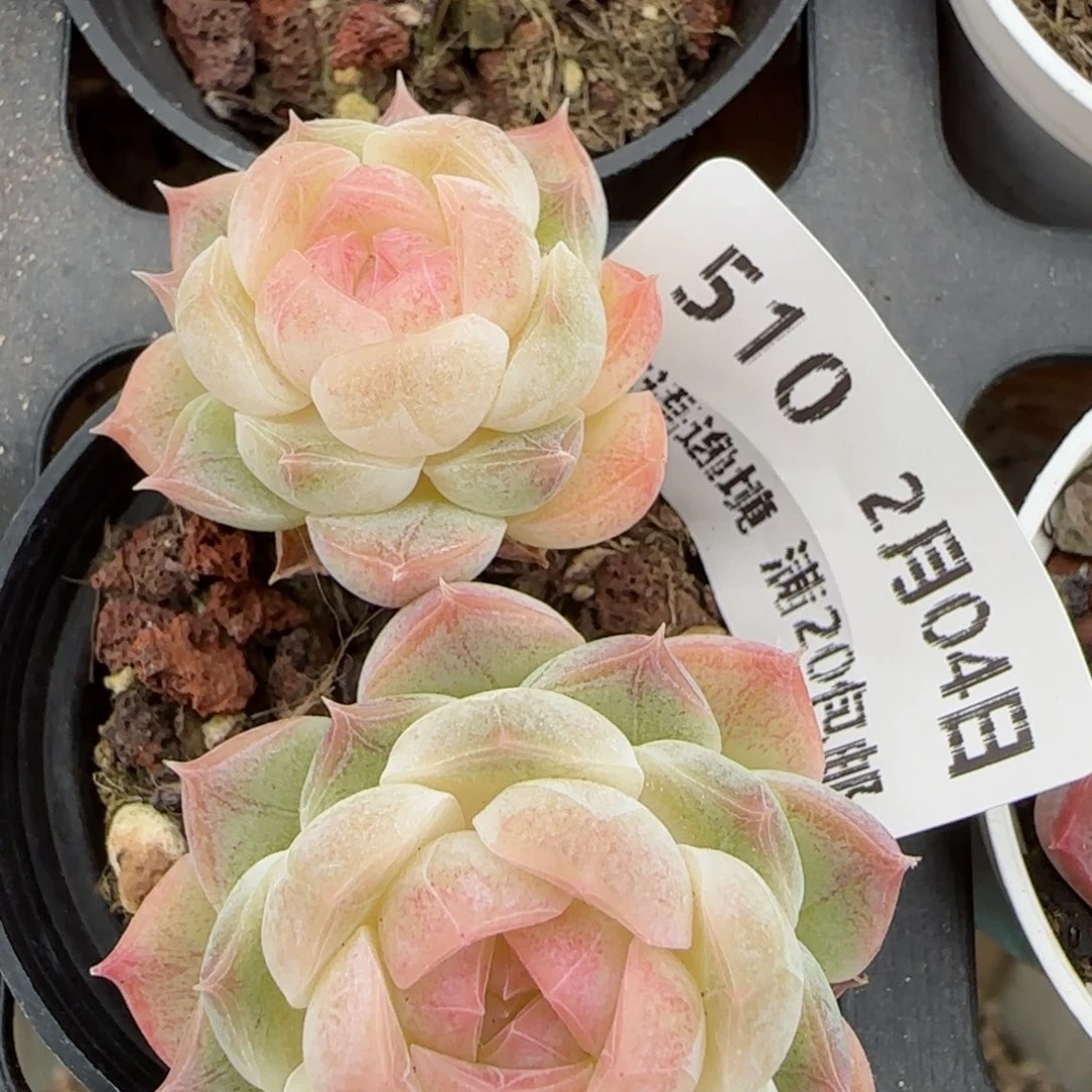 花语逸镜0204-510