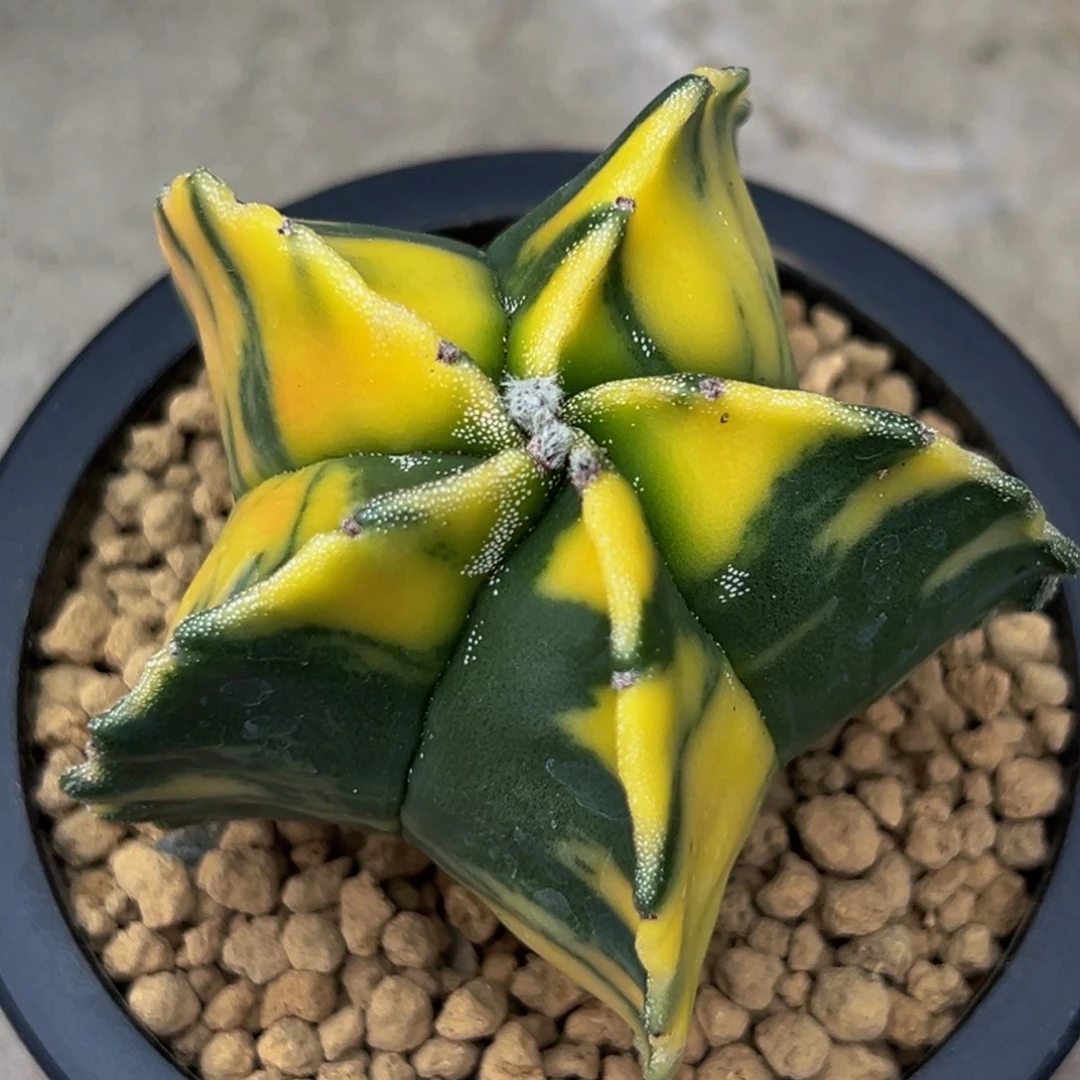 货****多m拉总专拍虎锦鸾凤玉锦实生