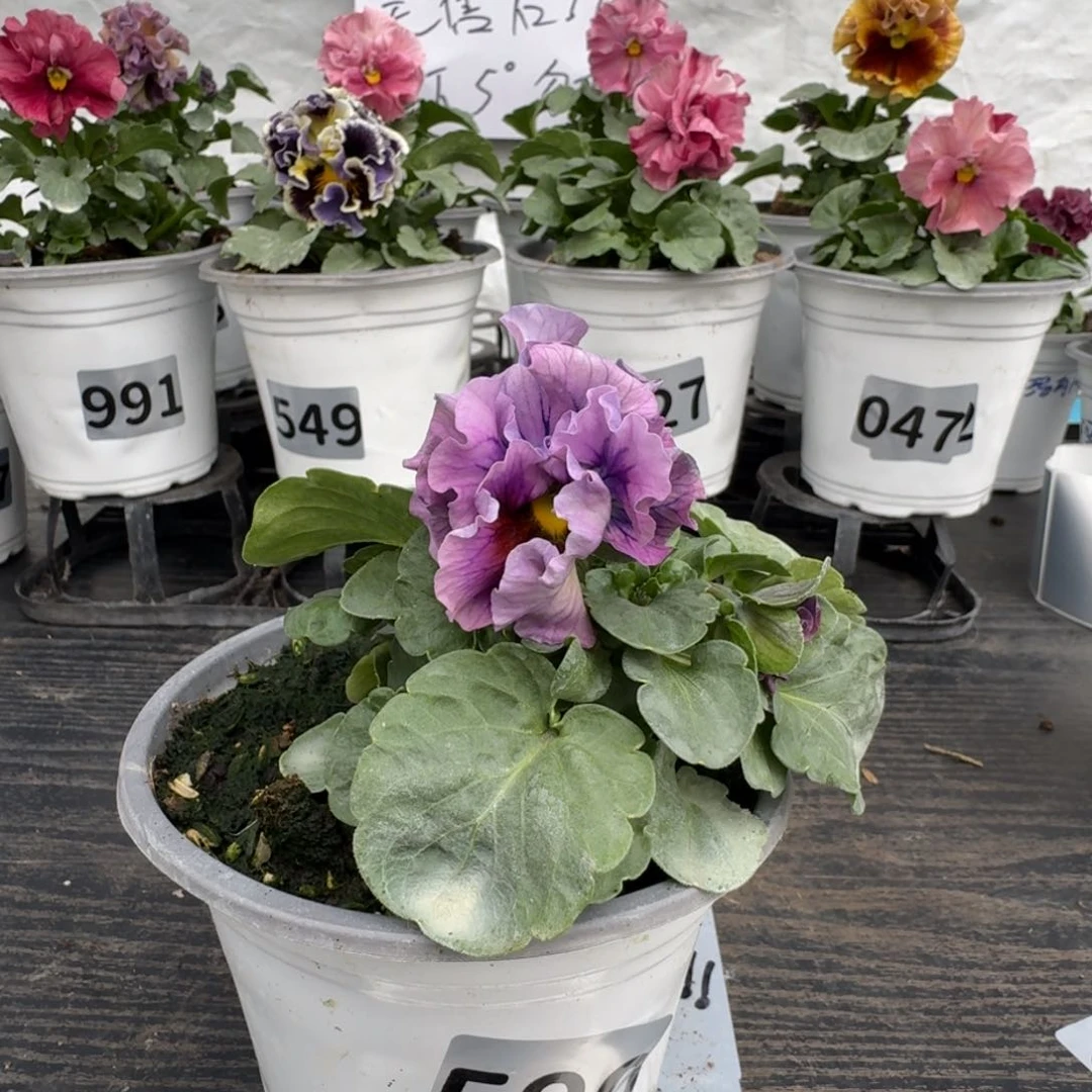 全部花朵590号洛可可