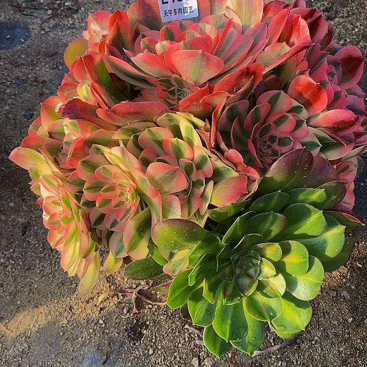 多肉香妃157多肉