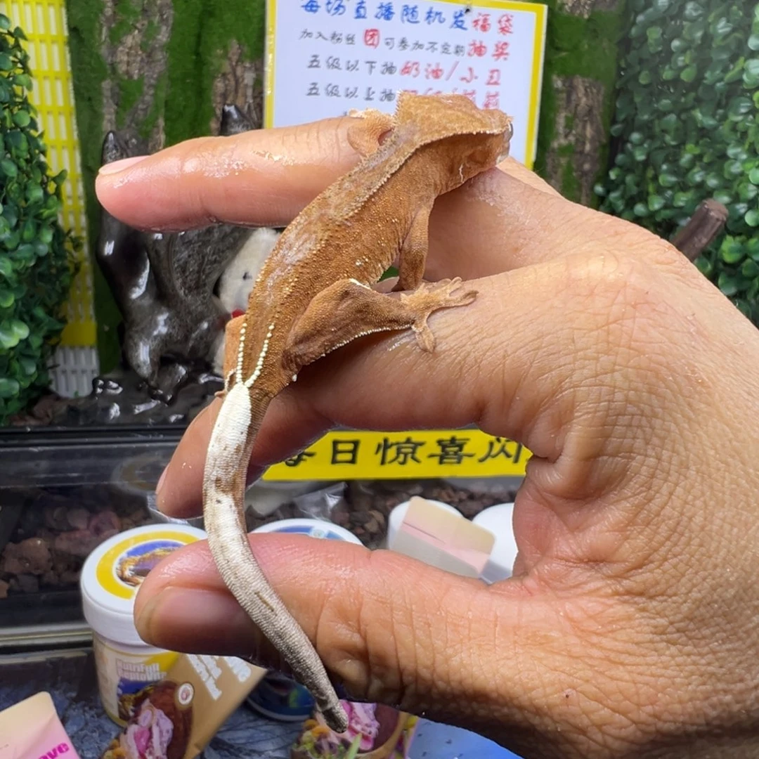 睫角守宫双红波点