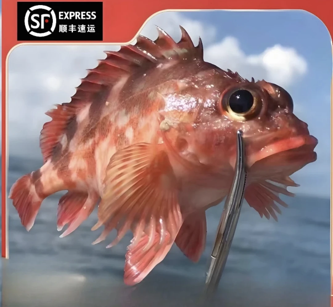 顺丰发红石斑鱼3斤/4斤石狗公天然野生石九公虎头斑鲜活速冻