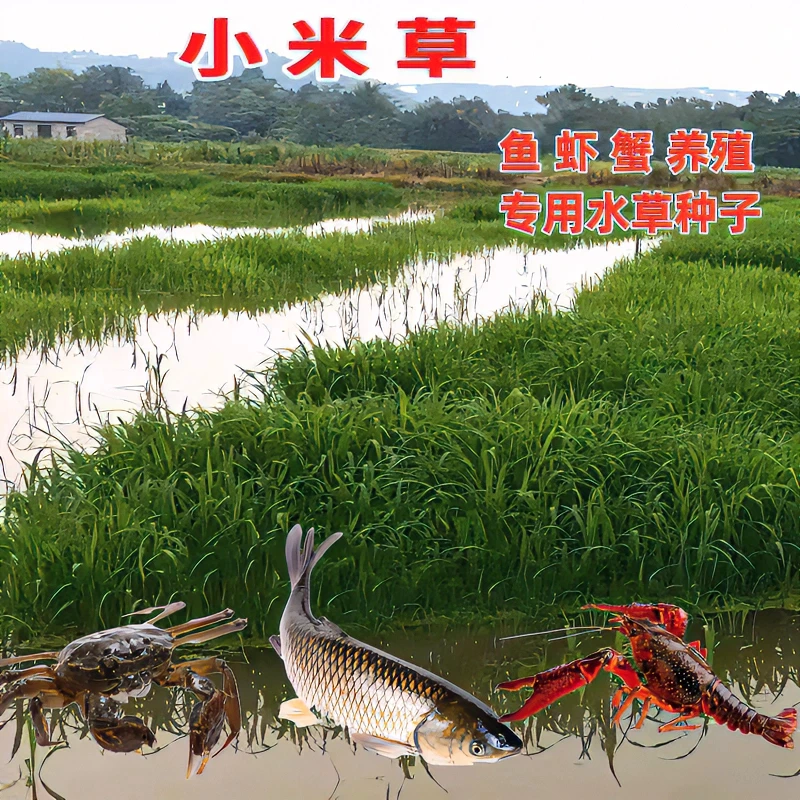 小米草种子 水草籽水产养殖耐热耐涝 鱼草种子 养殖鱼虾蟹牧草籽