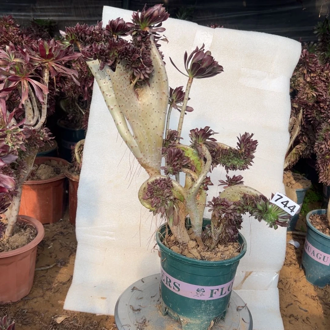 有伤黑缀744高度43厘米