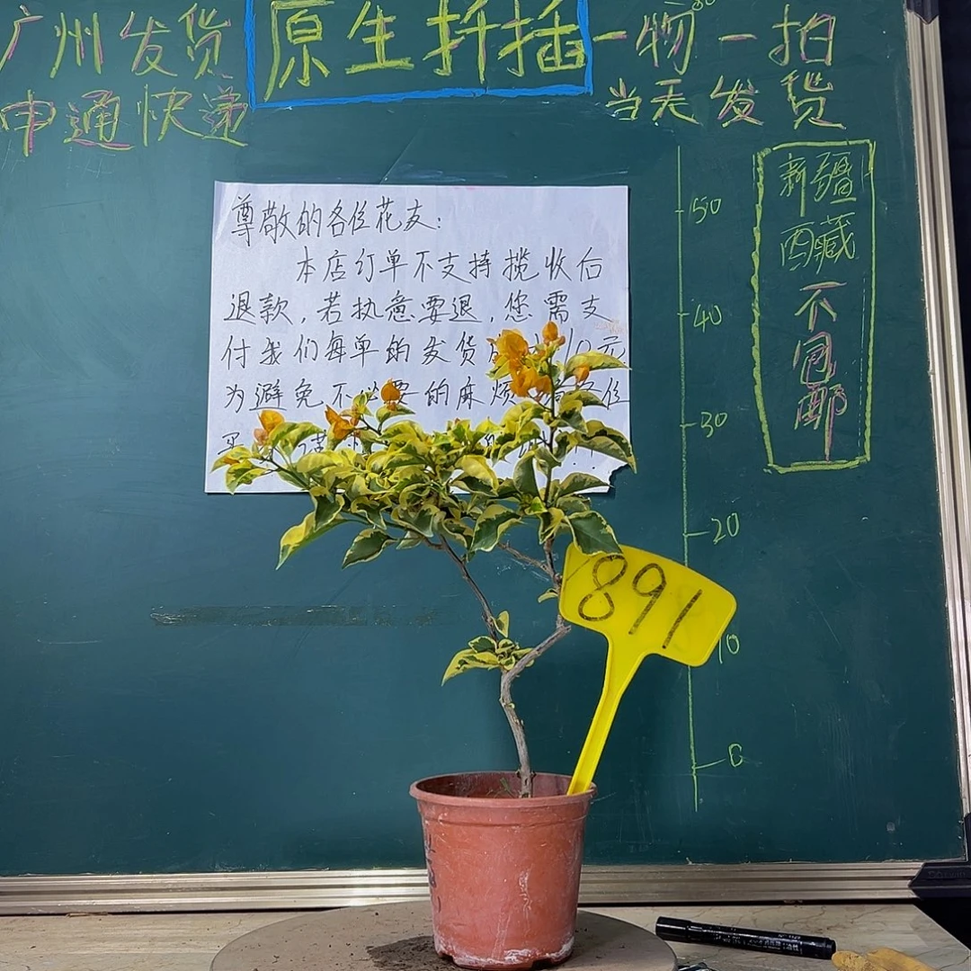 当前无花栽培后可以开花  金边黄 造型  891