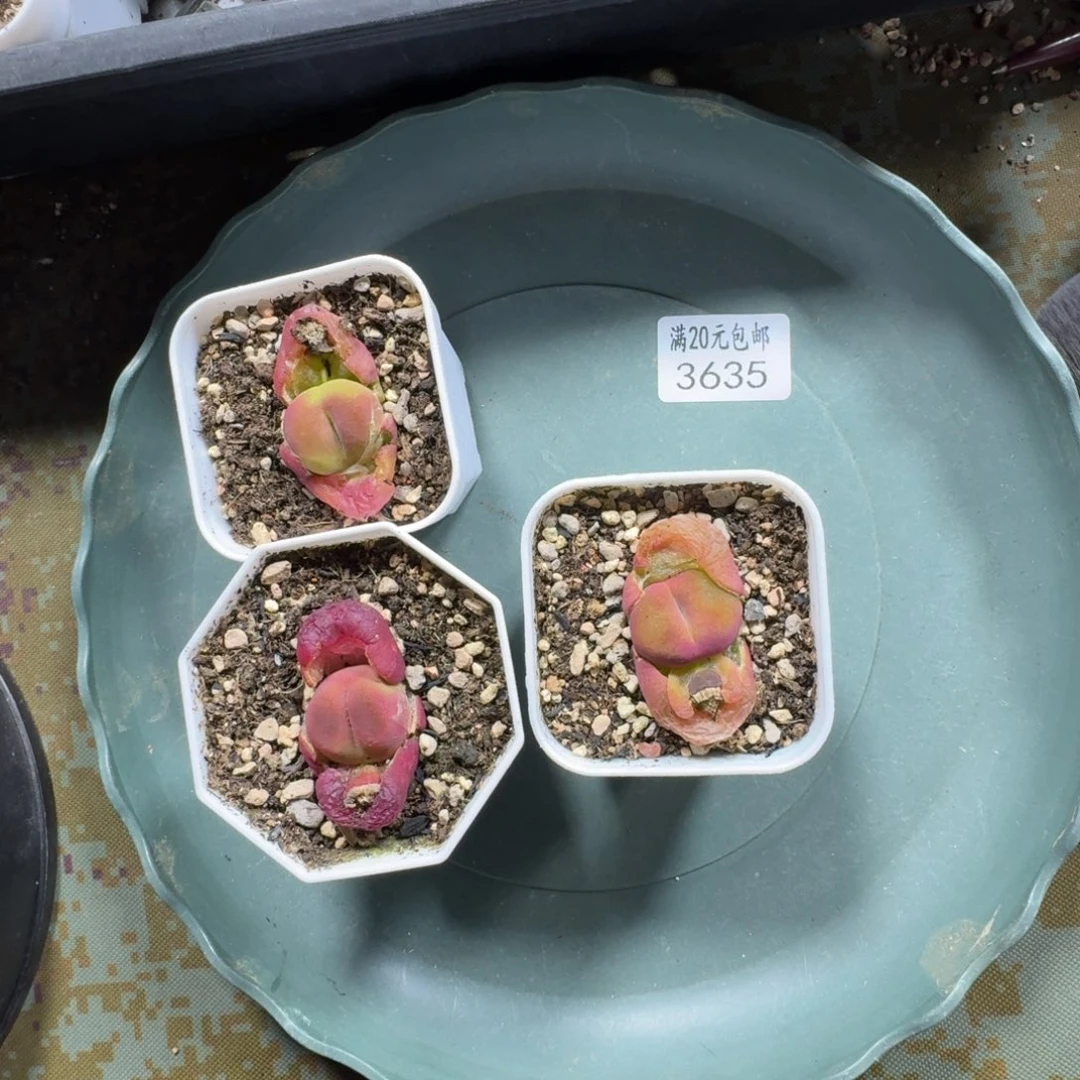 风****?3635水蜜桃。多肉植物