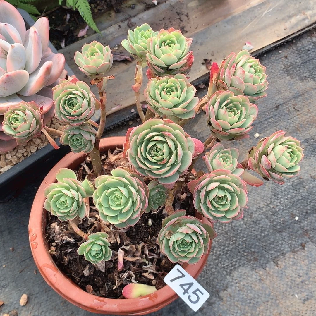 745绿蔷薇一物一拍多肉