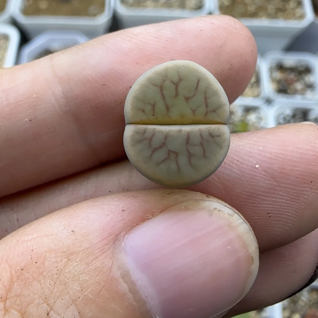 690二蜕粉线绚烂清框福利30包邮