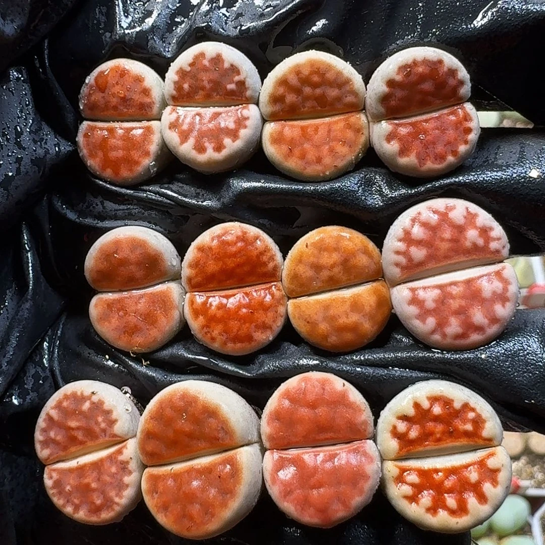 生石花111111。 95