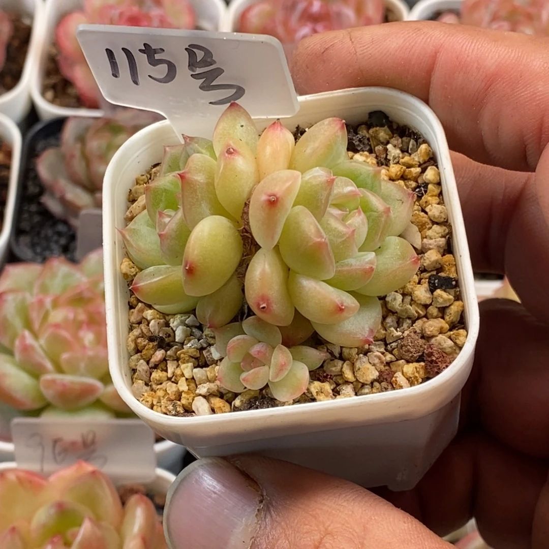 天官赐福百无禁忌