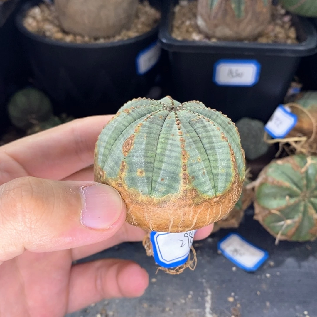 23 欧系实生布纹球多肉植物