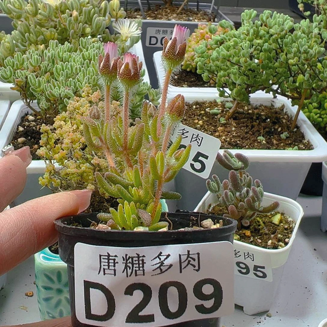 【****人狐尾209。