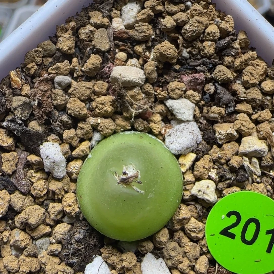 大葫芦1.4+多肉植物201