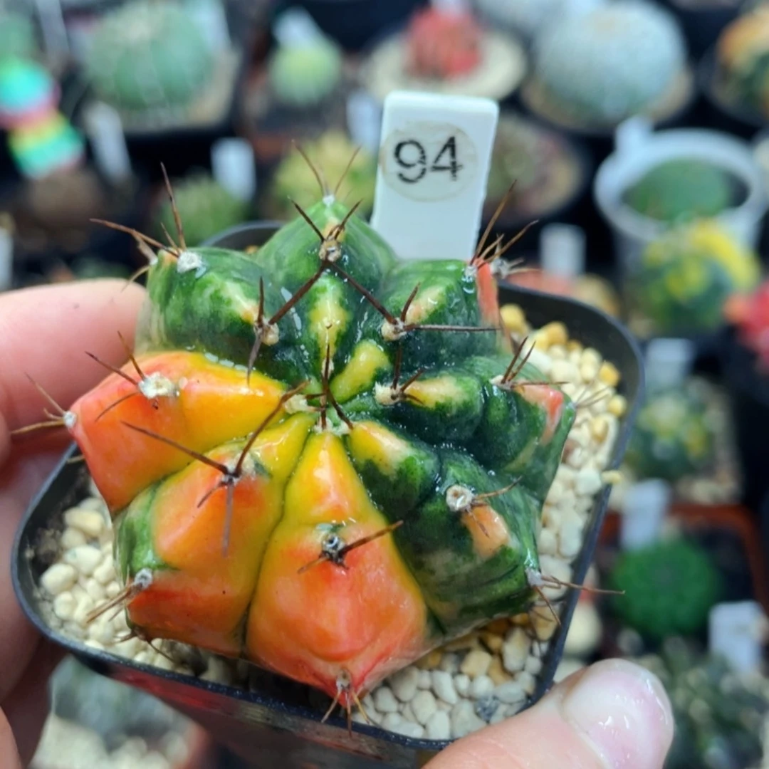 盆5公分满25包邮裸根发货