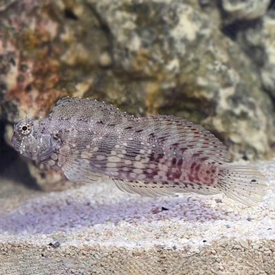 西瓜刨海水鱼观赏鱼渔场直发默认顺丰不包邮