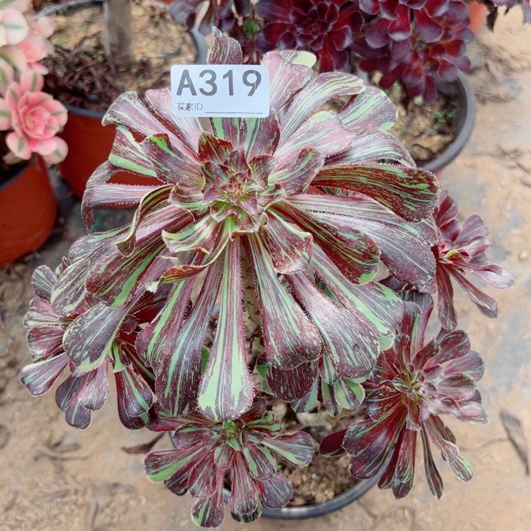 319水墨丹青多肉植物法师