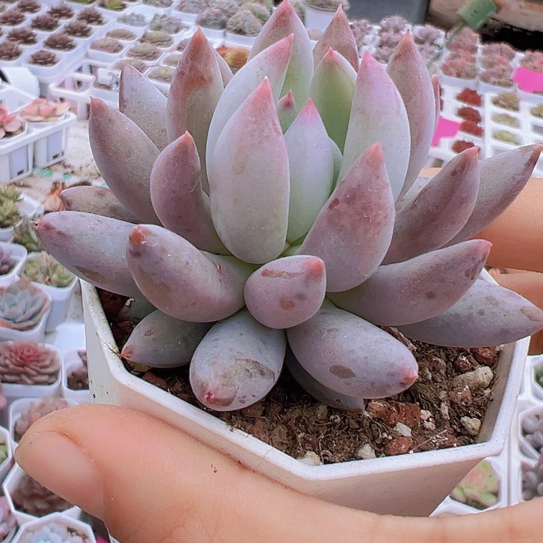 F4多肉植物带盆19包邮