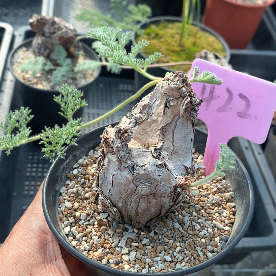 枯木杨奎多肉植物