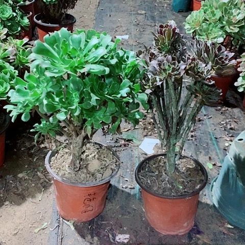 冰***梅原始绿灰法师组合多肉植物39号