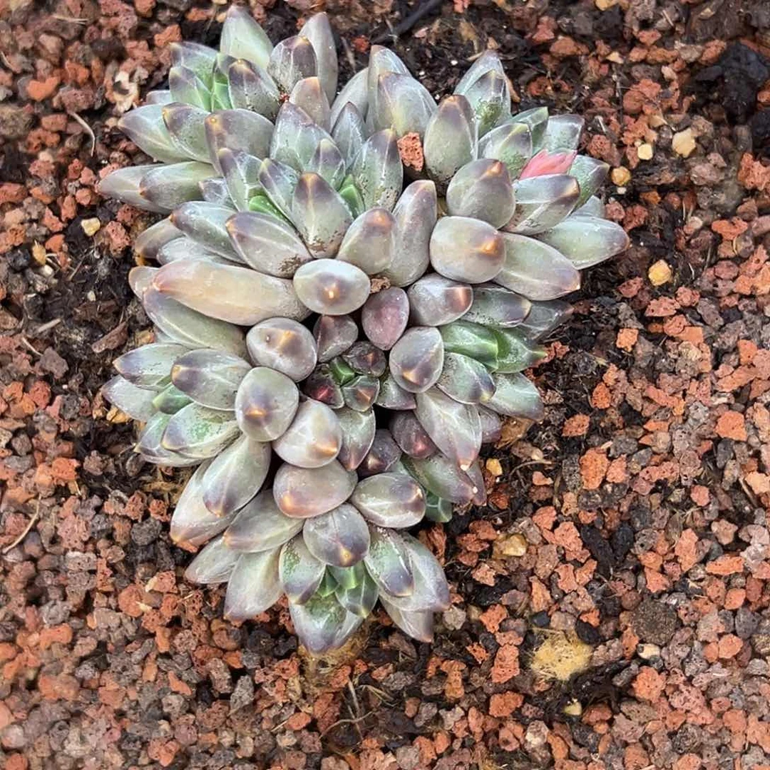 安z h z k j z h s g s