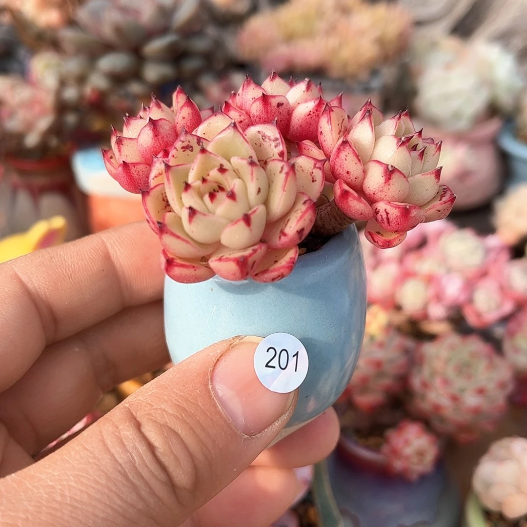 ?****?201含盆含土发货 30包邮偏远除外