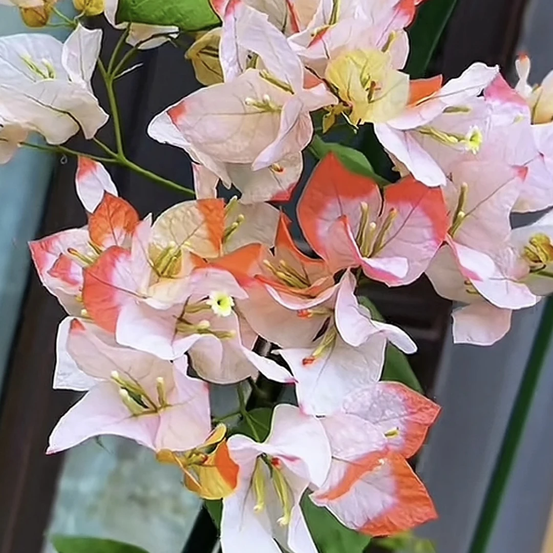 【橙口红】四季开花勤花（落花落叶不售后一个月内换盆不售后）源宝