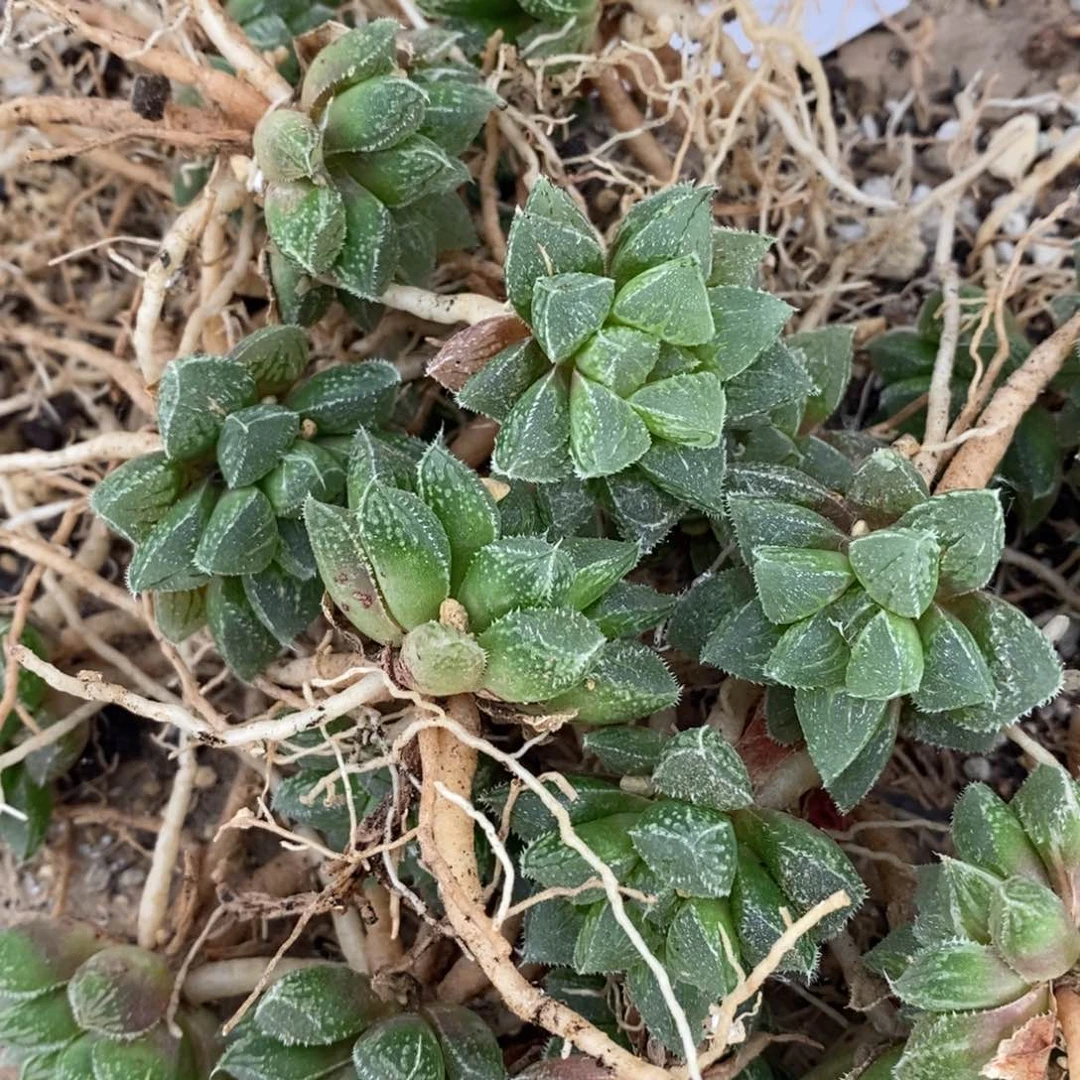 431 一颗新兵砂糖。 整点福利