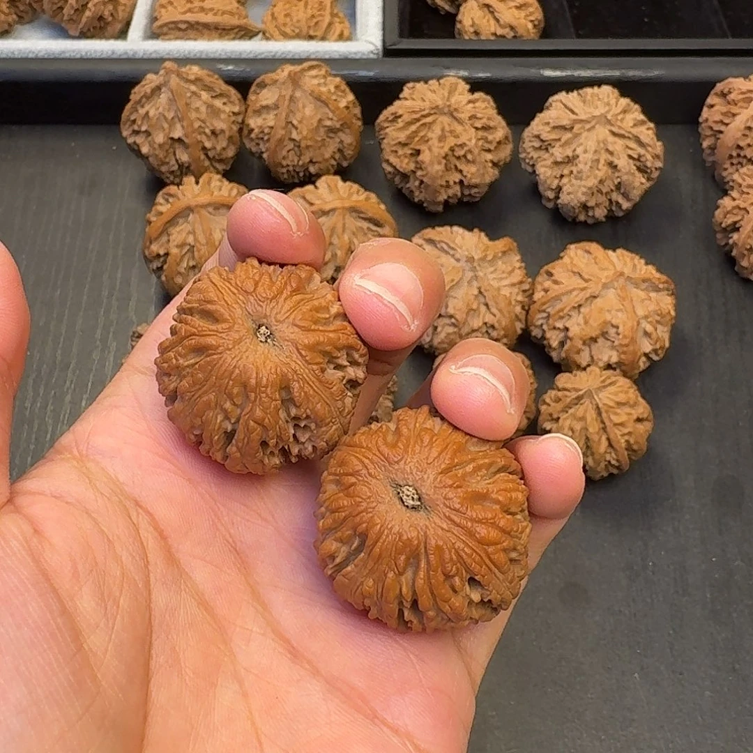 赵***先核桃突突突突突突突突突突突突突突