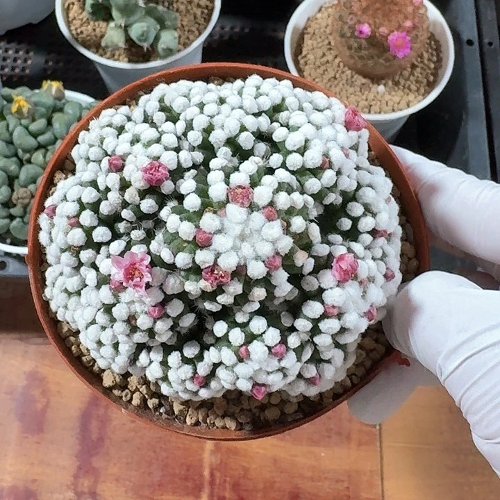 明日香姬仙人球123