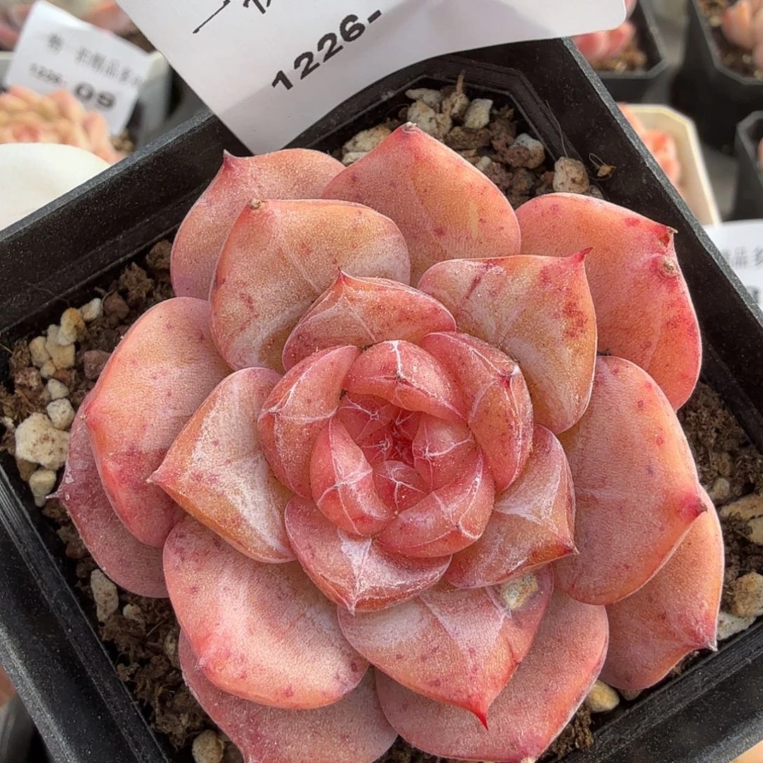 1226-17多肉一物一拍