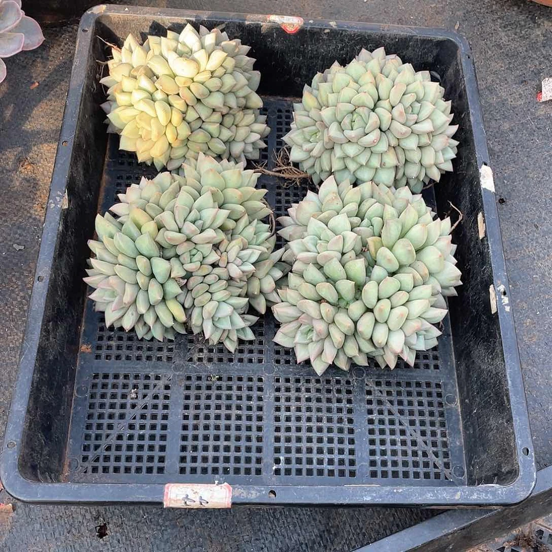 6头以上象牙24.8米 一物一拍多肉