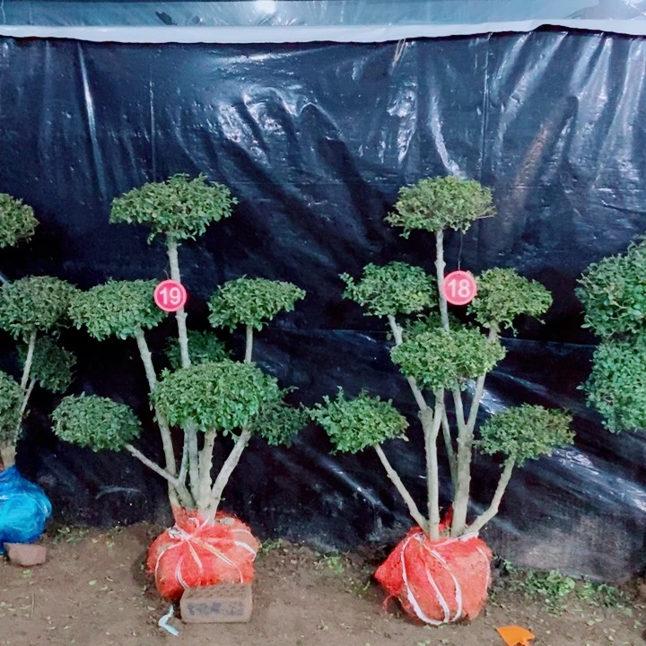 一物一拍一物一拍