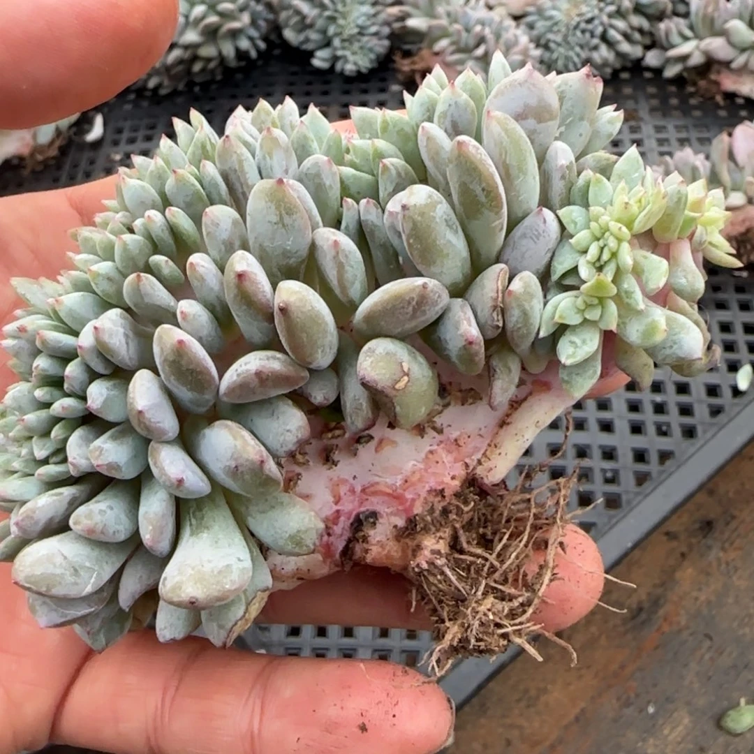 星影正版的大家斤斤计较