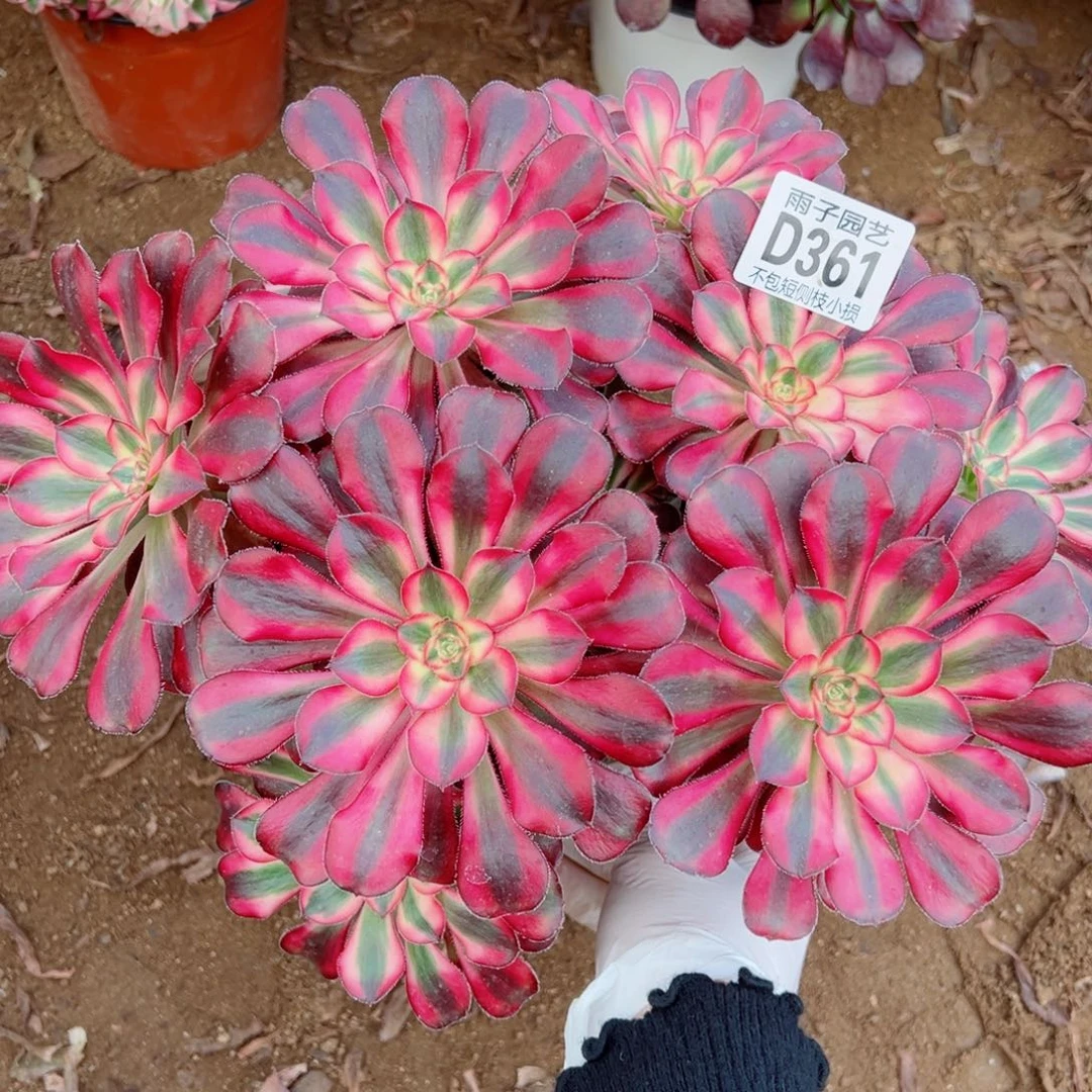 361丽娜雨子多肉植物