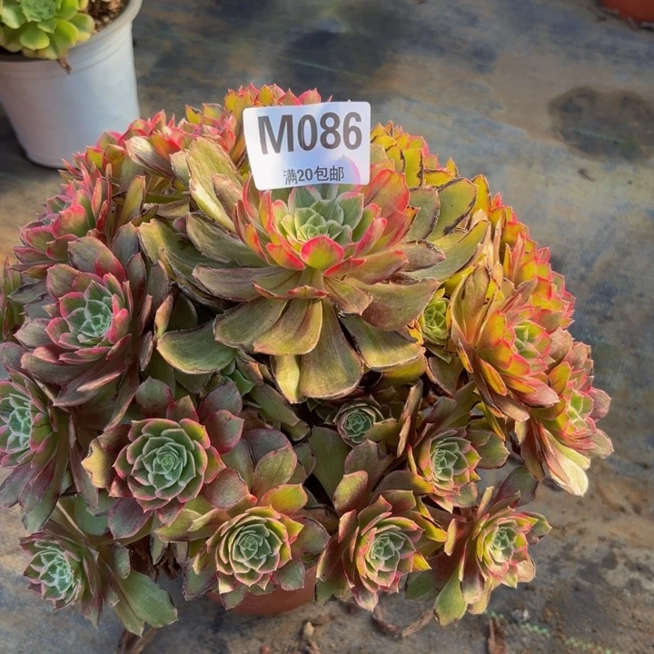 瑞妈多肉植物，086.莲花