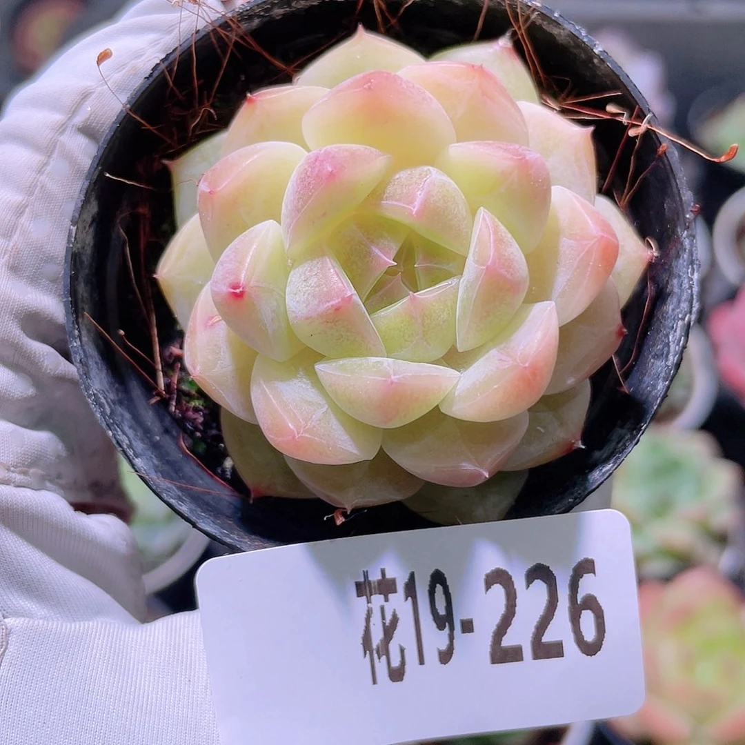 花利美19-226新品