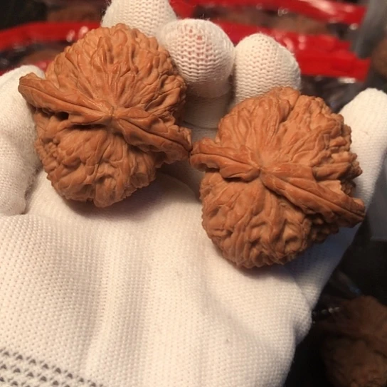 赵***學文玩核桃把件白狮子44
