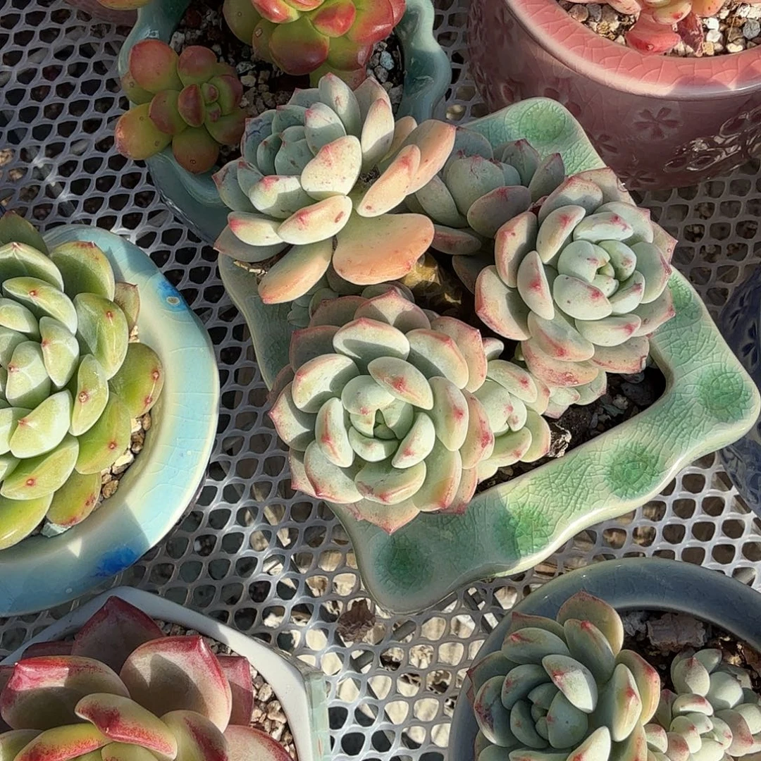 香草比斯多肉汁带盆