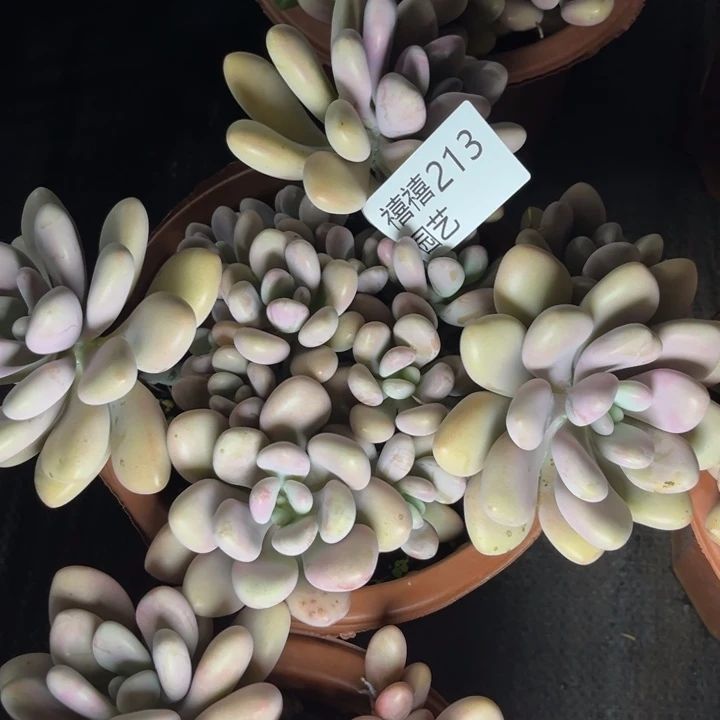芸*妹213桃蛋多肉植物