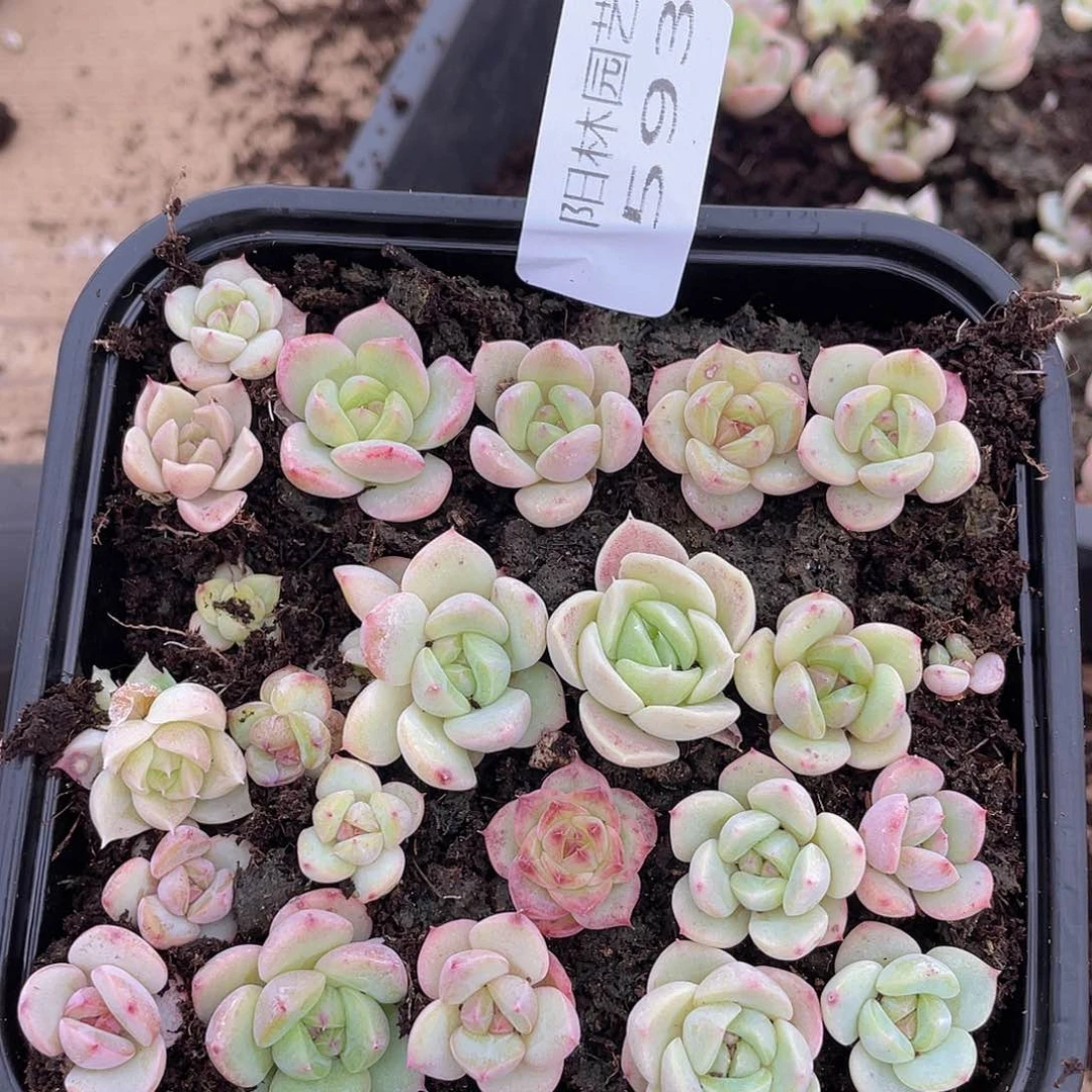 多肉植物多肉植物593