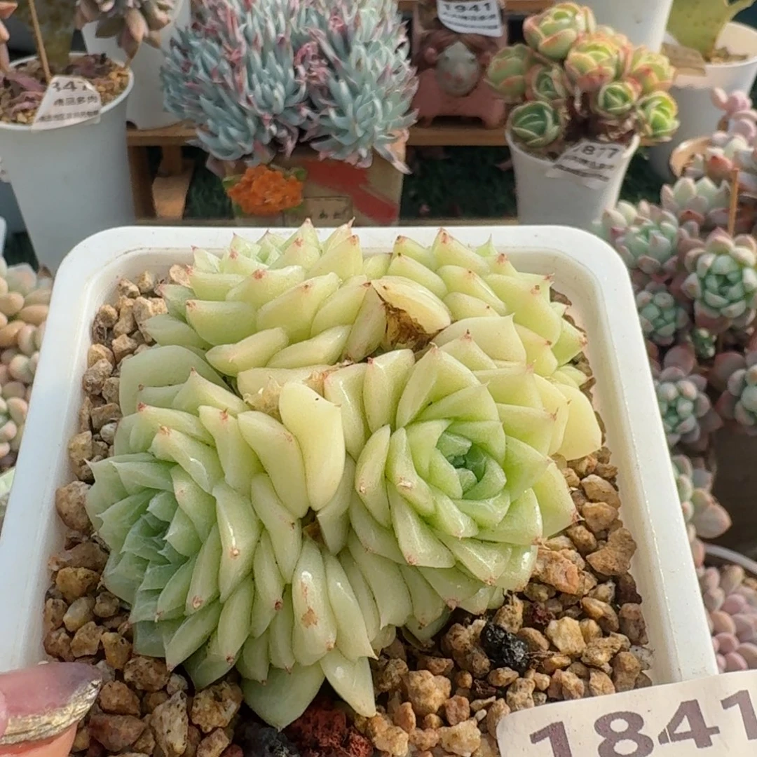 1841一物一拍（满28包邮）