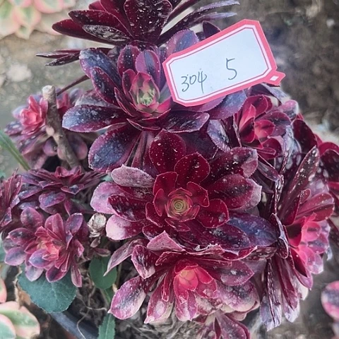多肉植物美杜莎304