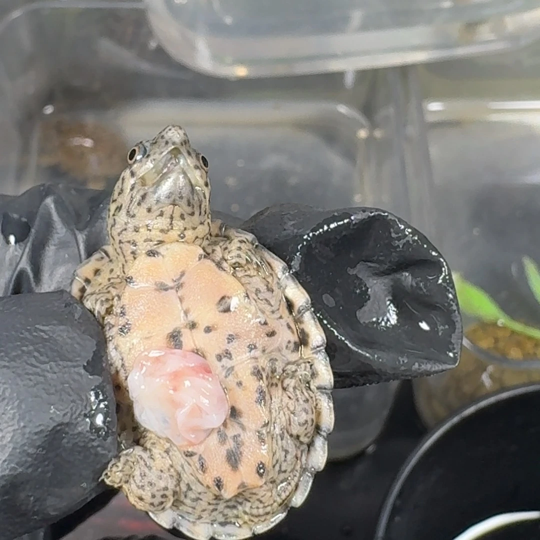 白色蚕宝宝剃刀剃刀剃刀剃刀剃刀剃刀剃刀