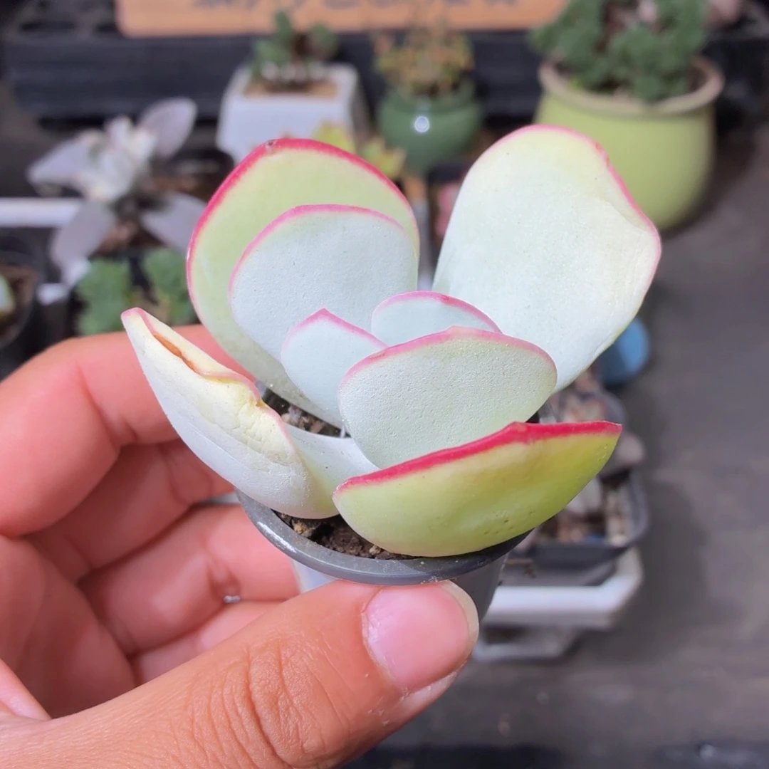 白眉多肉9.9包邮发货