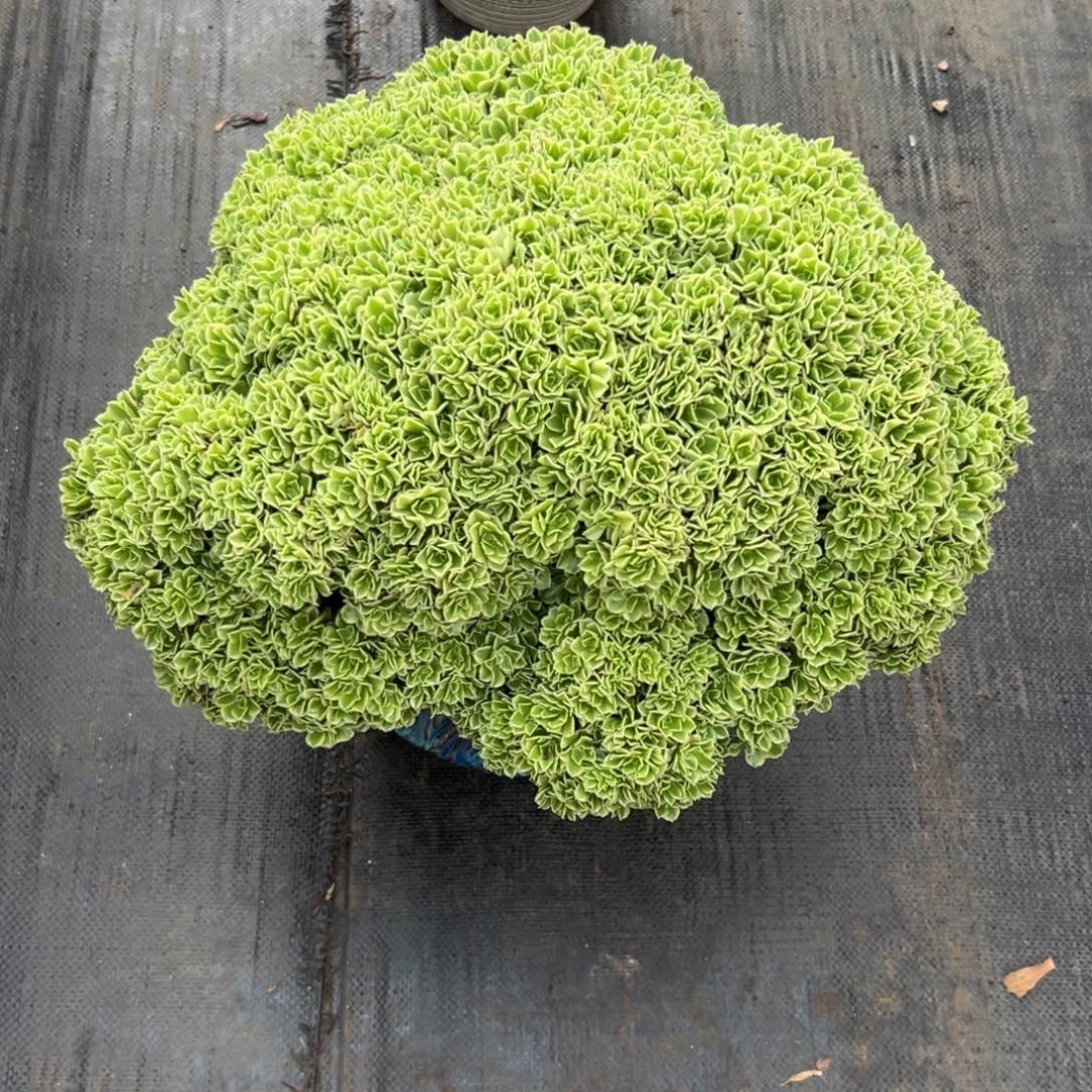 绿豆沙缀化老桩厚板