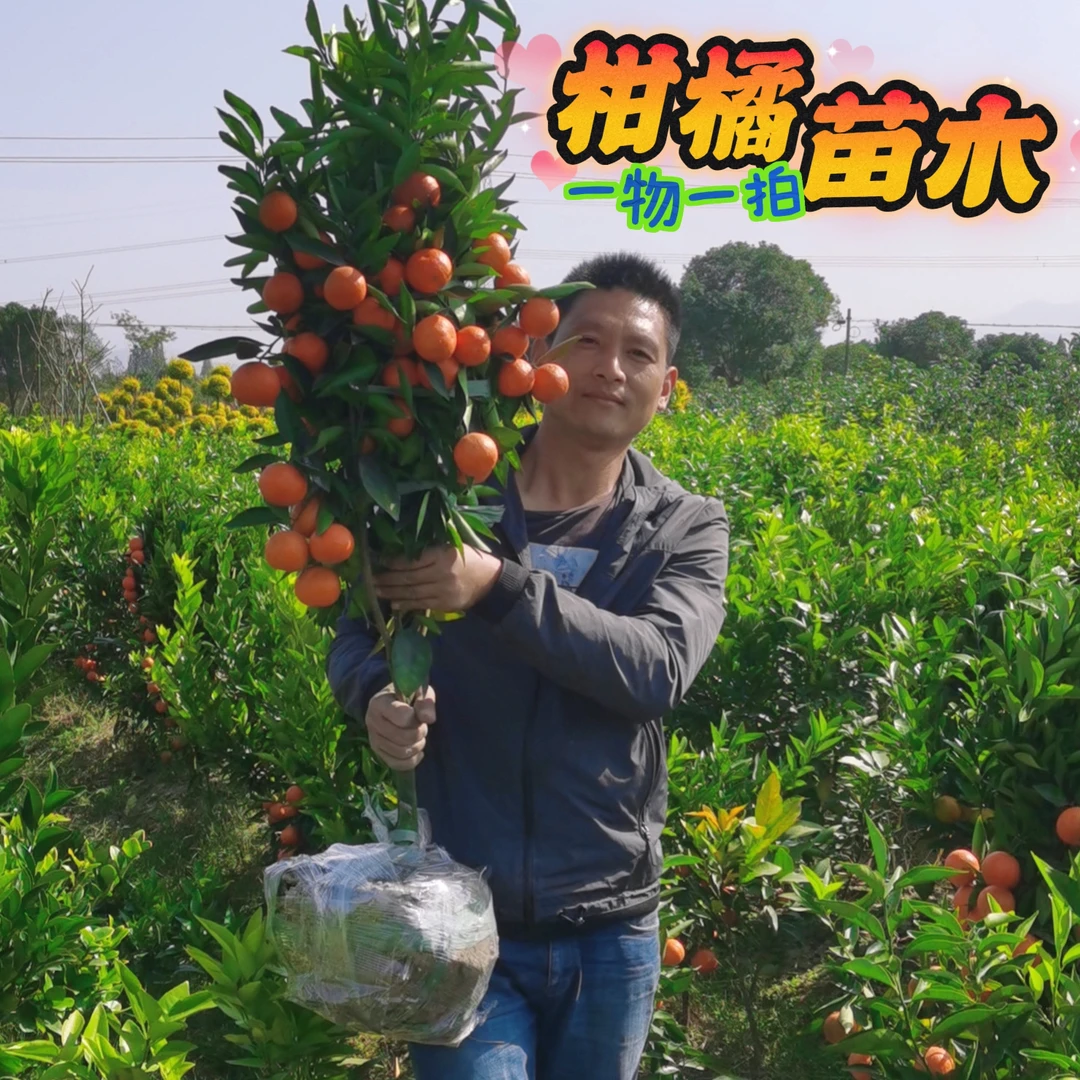 一物一拍柑橘果树苗（布袋苗）直播间讲好价格再下单扣手机后4位