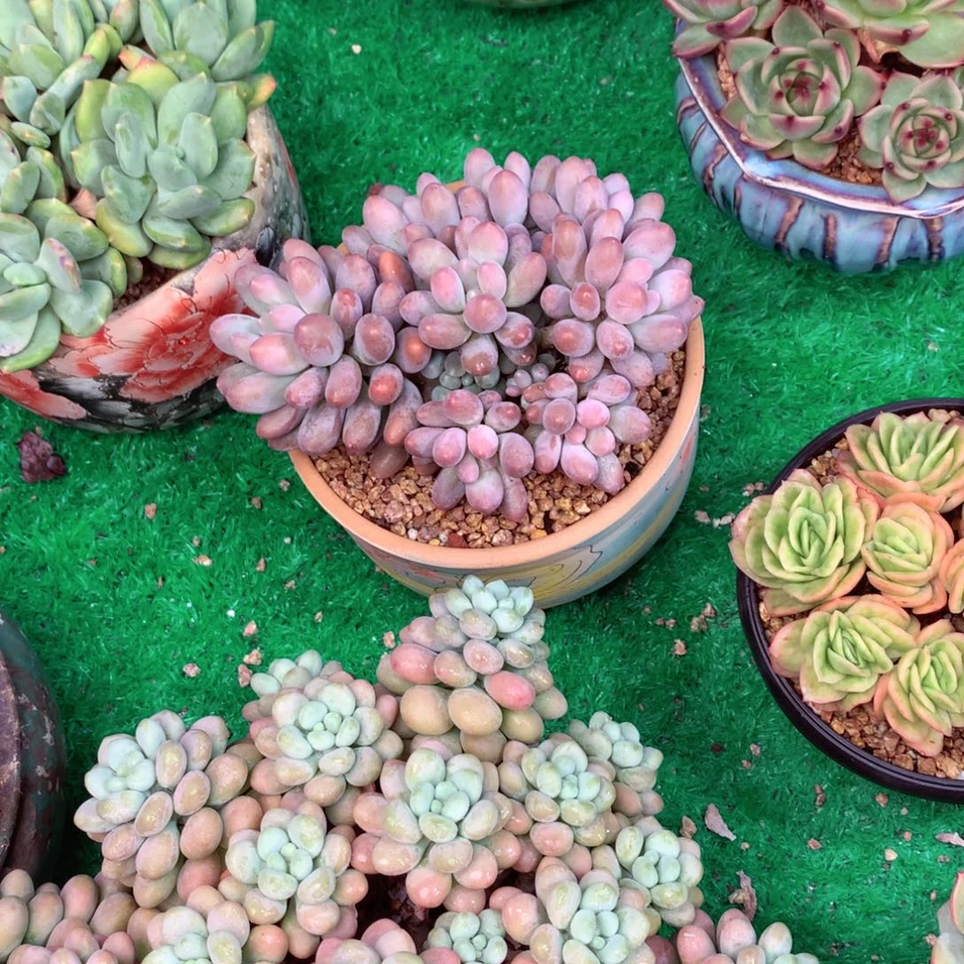 @****一物一拍一物一拍