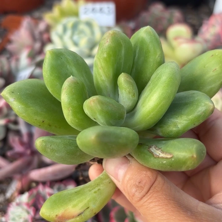 多肉植物满18包邮