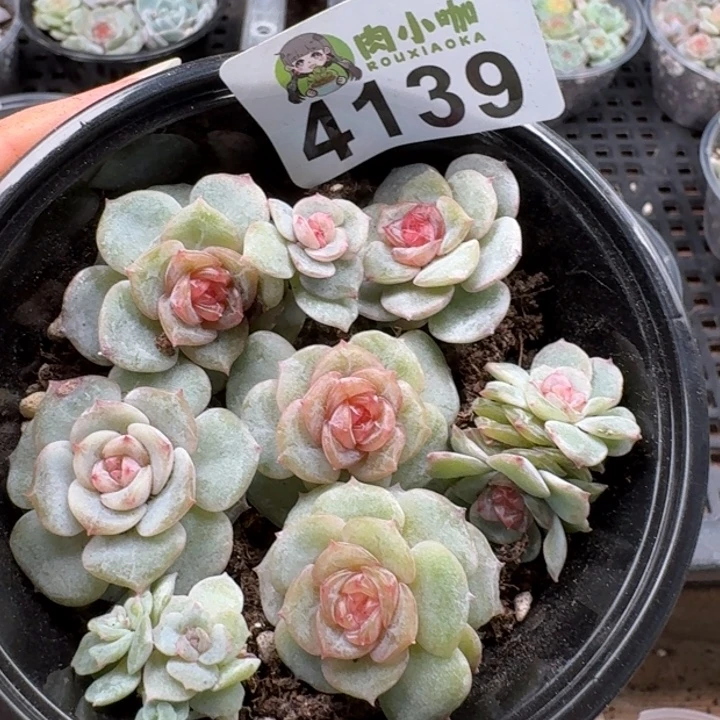 多肉植物多肉植物